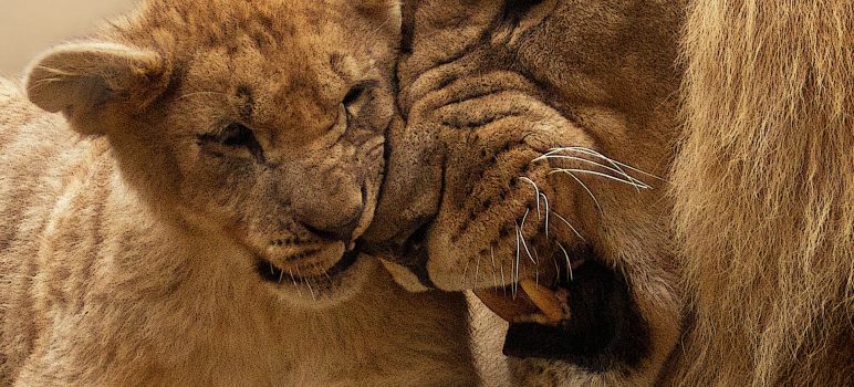Copenhagen Zoo kills 4 lions, weeks after shooting giraffe